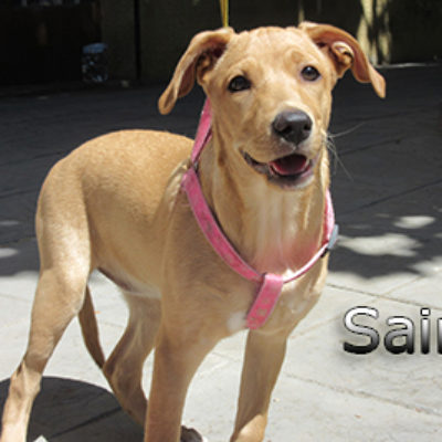Saira-(10)web
