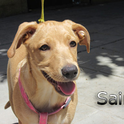 Saira-(11)web