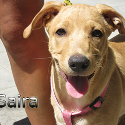 Saira-(13)web