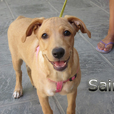 Saira-(2)web