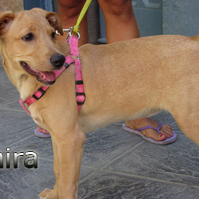 Saira-(4)web