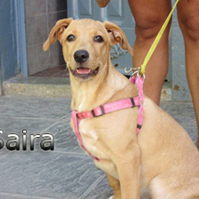 Saira-(6)web
