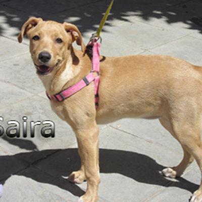 Saira-(7)web