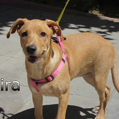 Saira-(8)web