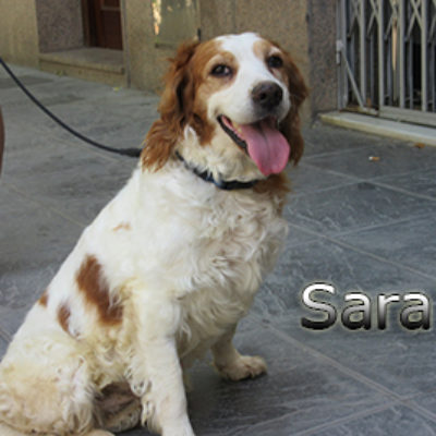 Sara-(6)web