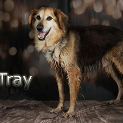 Tray-(10)web