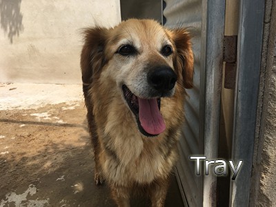 Tierschutzverein Sos Dogs E V Seite 4 Zuhause Gesucht Fur