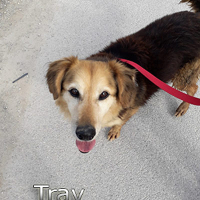 Tray-(8)web