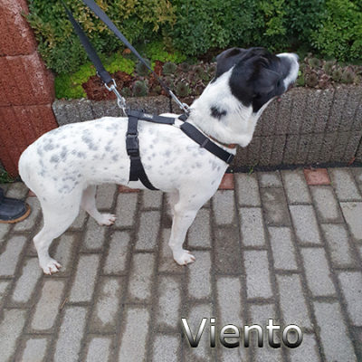 Viento_Update_15122019-(5)web