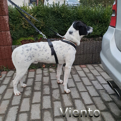 Viento_Update_15122019-(6)web