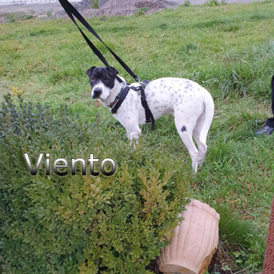 Viento_Update_15122019-(8)web