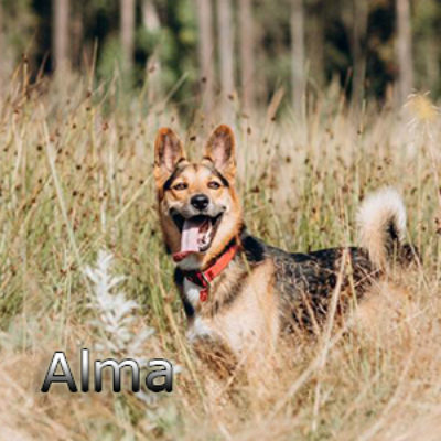 Alma2-(4)bweb