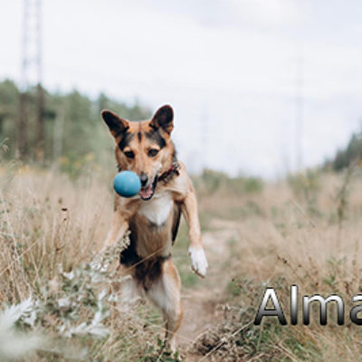 Alma2-(9)web