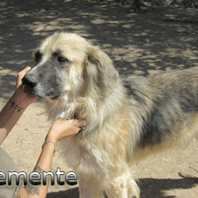 Clemente-(5)web