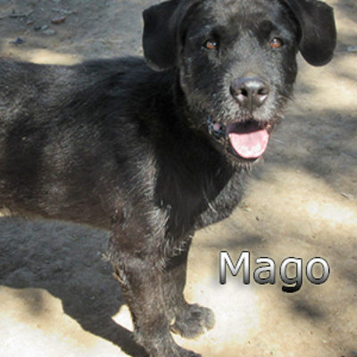 Mago-(2)web