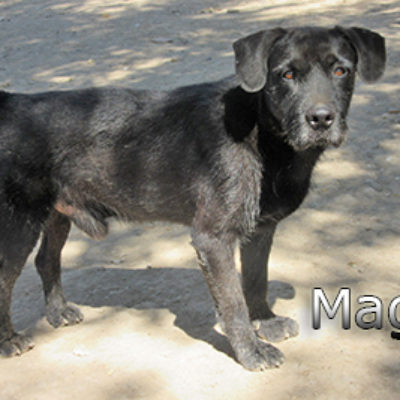 Mago-(3)web