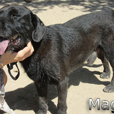 Mago-(6)web