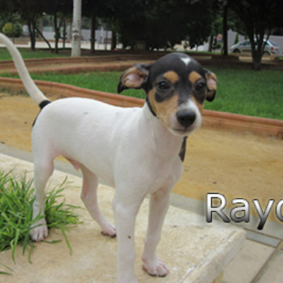 Rayo-(5)web