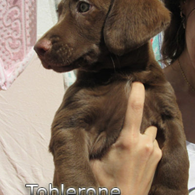 Toblerone-(2)bweb