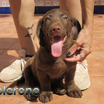 Toblerone-(6)web