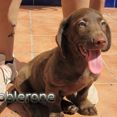 Toblerone-(7)web