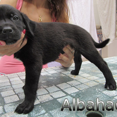 Albahaca-(4)web