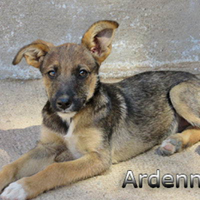 Ardenner-(11)web