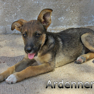 Ardenner-(1)web