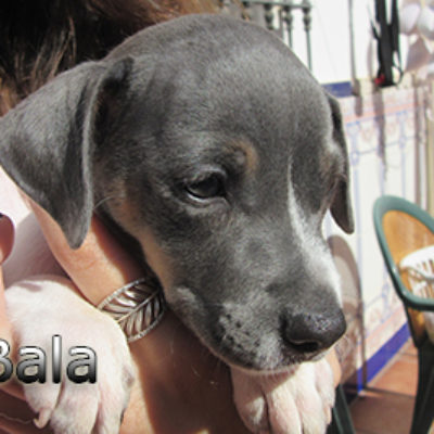 Bala-(1)web