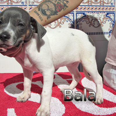 Bala-(2)web