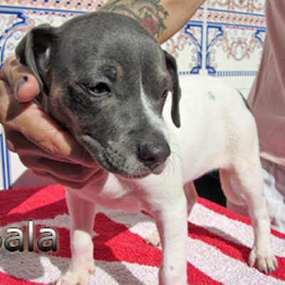 Bala-(3)web