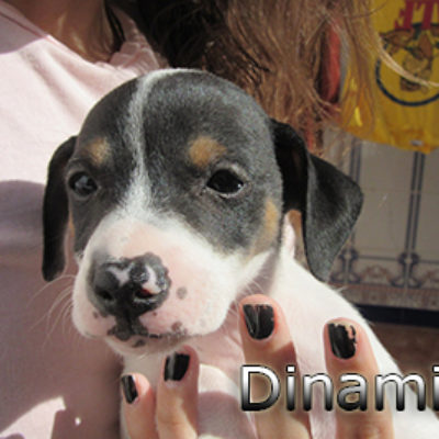 Dinamita-(8)web