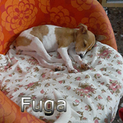 Fuga-(1)web2