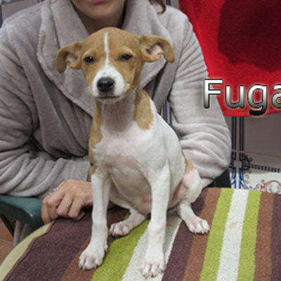 Fuga-(8)web