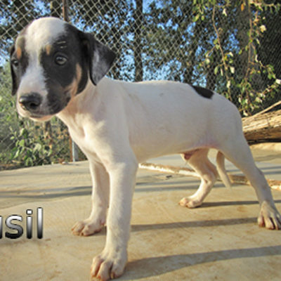 Fusil-(1)web
