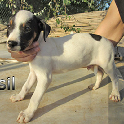 Fusil-(2)web
