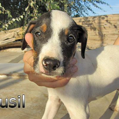 Fusil-(3)web