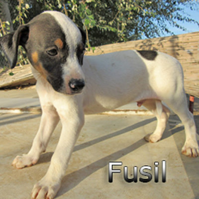 Fusil-(5)web
