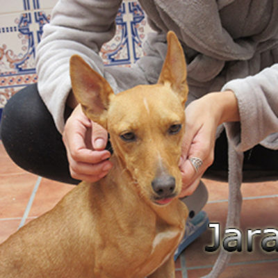 Jarana-(4)web