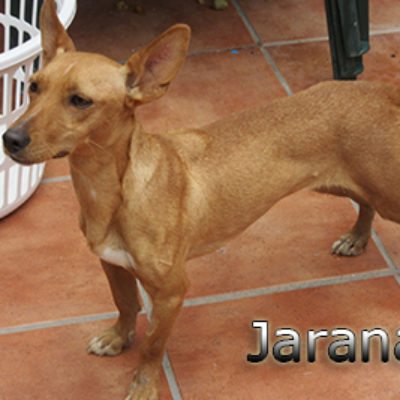 Jarana-(8)web