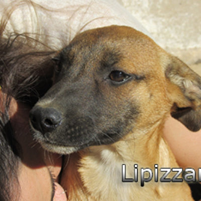 Lipizzano-(2)web