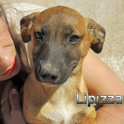 Lipizzano-(3)web