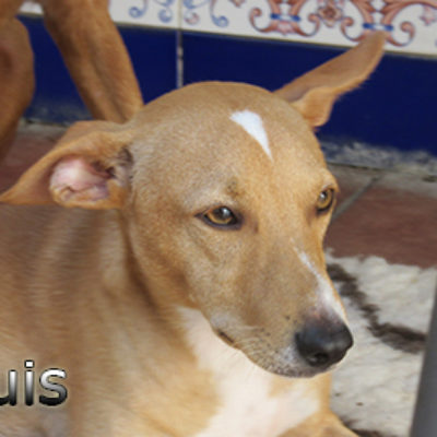 Luis-(1)web