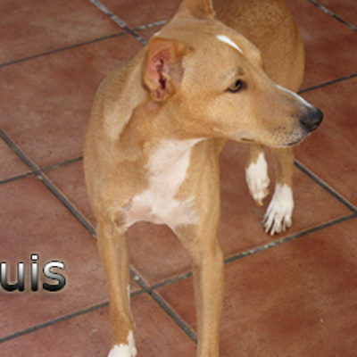 Luis-(3)web