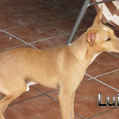 Luis-(4)web