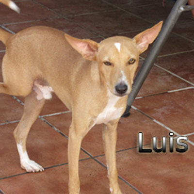 Luis-(5)web