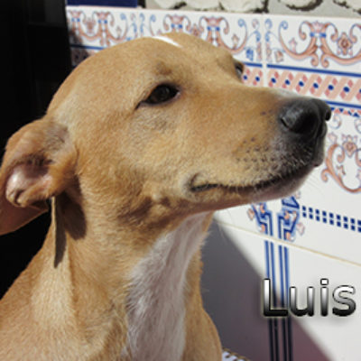Luis-(8)web