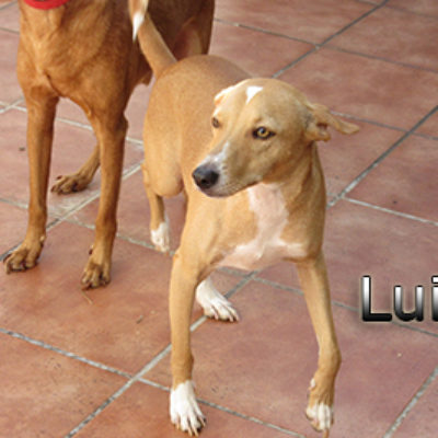 Luis-(9)web