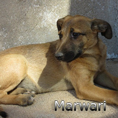 Marwari-(1)web