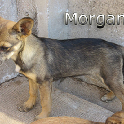 Morgan-(1)web